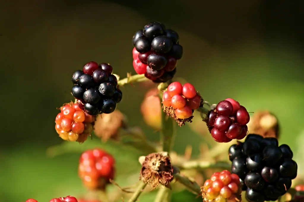 blackberries, wild, bramble-2670275.jpg