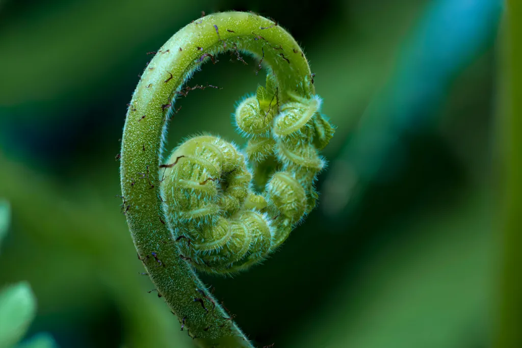 photo of fiddleheadfern used in the famous alaskan dish