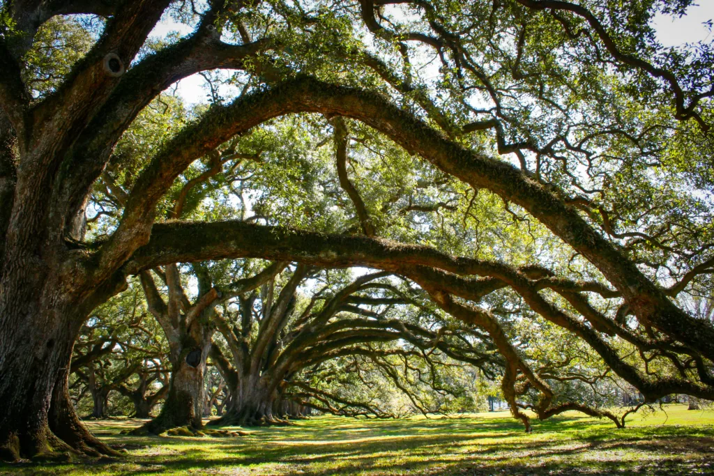 Louisiana plantation with a beautiful line of oaks