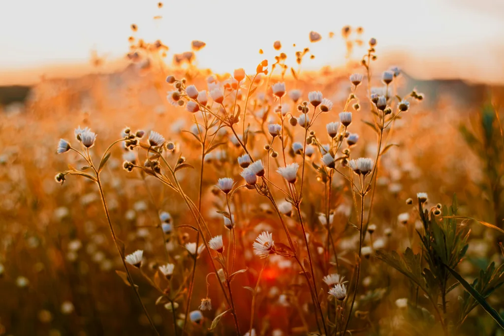 Close-Up Photo Of Flowers During Daytime